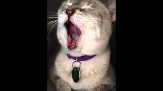 Zozo Very Sick ... Sunday, July 28, 2013.