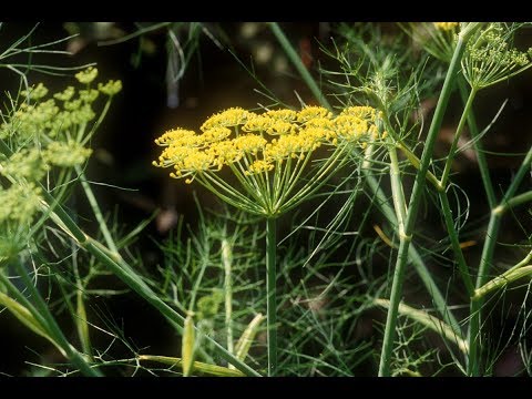 Fenchel