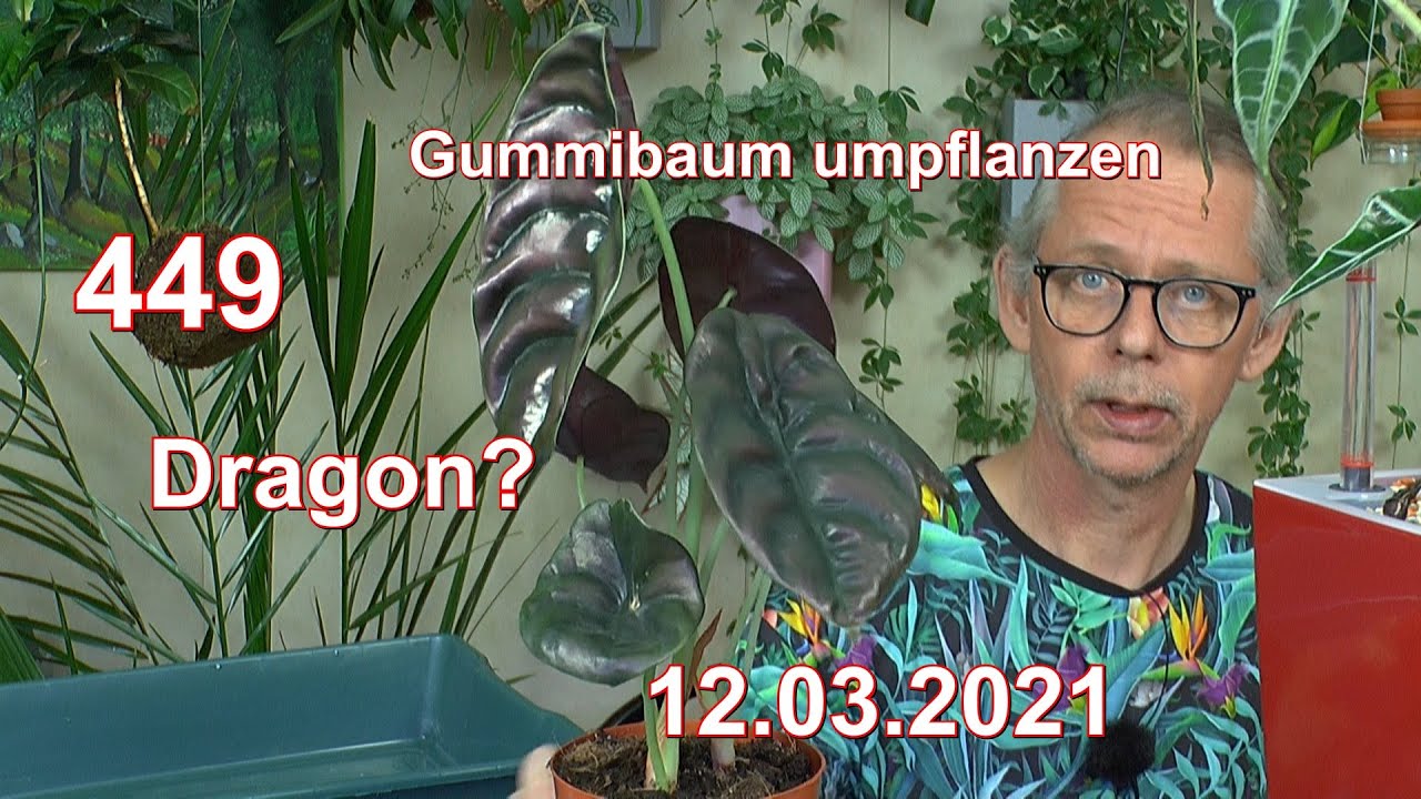 Gummibaum umtopfen mit Melody. Alocasia umtopfen und wieder was neues gelernt mit Pflanzen im Zimmer