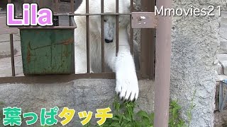 Cute Polar Bear リラの暇つぶし 葉っぱタッチとキャンディにちょっかい