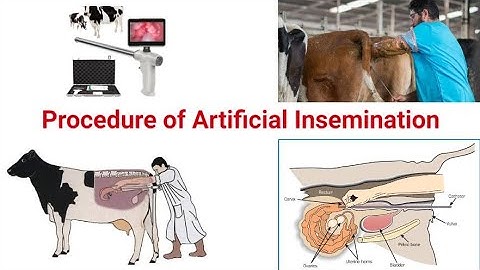 Artificial Insemination Technique in Cattle || Urdu || Hindi || Procedure of AI | Dr Noman Ali