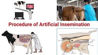 Artificial Insemination Technique in Cattle || Urdu || Hindi || Procedure of AI | Dr Noman Ali