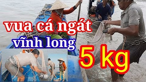 (TẬP 1) chú sáu,vua cá ngát vĩnh long, lặn sông tiền bắt cá ngát, bắt cá bằng tay