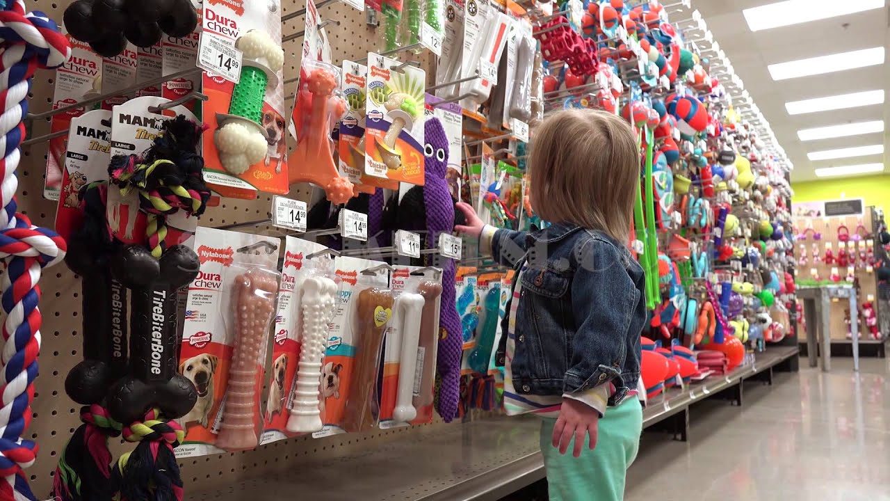 Toddler price shopping dog play toys at big box pet store. DENVER