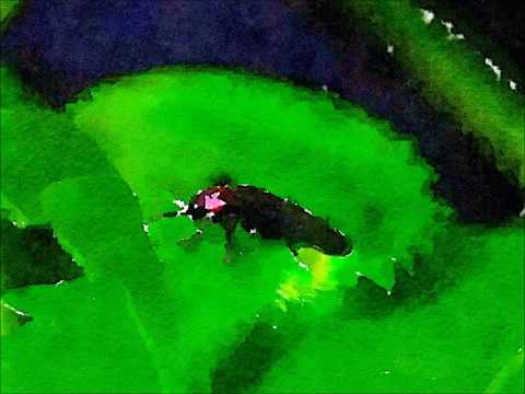 平家螢/NSP