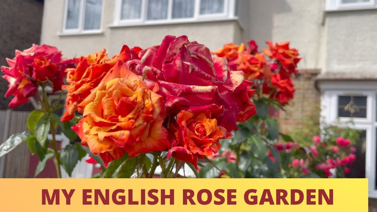 MY UK ROSE GARDEN TOUR MY ENGLISH ROSE GARDEN UK GARDENING YouTube