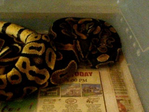 pastel X normal breeding