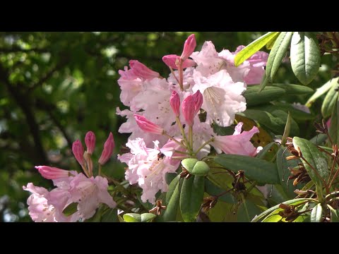 山里にて、春から初夏へ～music：ダニーボーイ