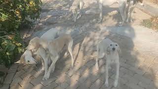 salukipuppies in baadpasalukikennel