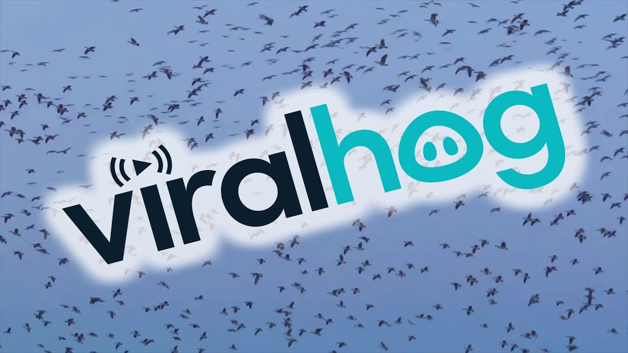 So Many Geese in One Cornfield || ViralHog