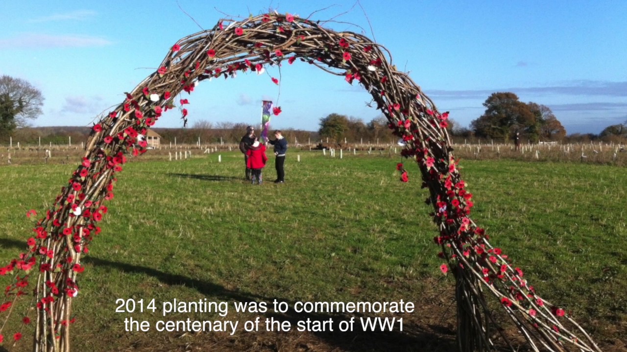 Andover Trees 2011 2016 YouTube