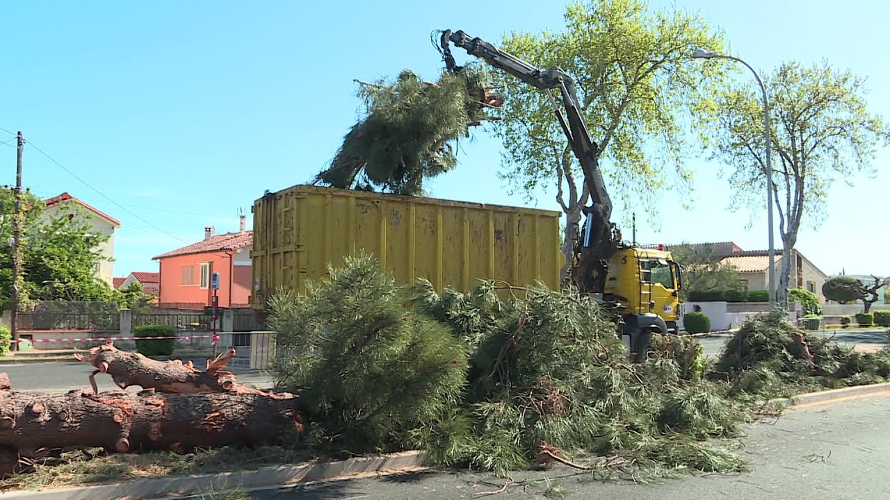 16 pins plantés dans les années 60 abattus à Argelès-sur-Mer