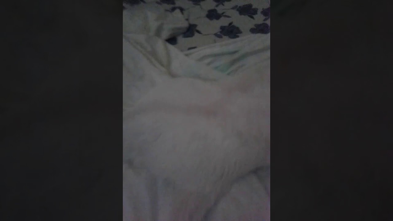 My Cat Is Broken 