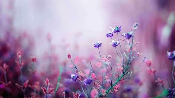 سورة هود | القارئ: محمد صلاح نافع تلاوة نادرة#quran #القران_الكريم #تلاوة #سورة_هود