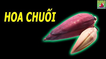 Hoa chuối có tác dụng gì?