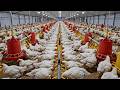 Broiler Chicken Production Inside a Modern Mega Factory