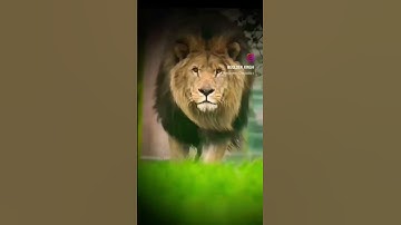بسم الله الرحمن الرحيم النبأ تلاوة رائعة بصوت ملائكي جميل إستمع إلى الآية الكريمة #القران_الكريم ذكر