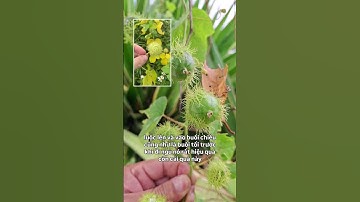 tác dụng của cây chùm bao hay còn gọi là dây nhãn lồng