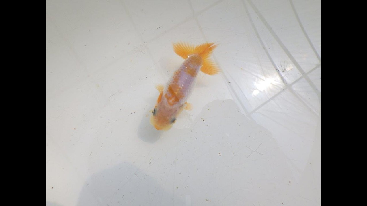 全国大会東大関獲得ブリーダー 】綺麗な更紗!当歳らんちゅう約8,5 全国大会東大関獲得ブリーダー 】綺麗な更紗!当歳らんちゅう約8,5