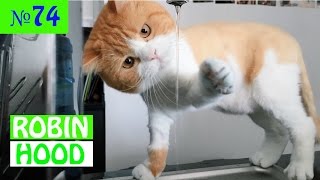 ПРИКОЛЫ 2017 с животными. Смешные Коты, Собаки, Попугаи // Funny Dogs Cats Compilation. Март №74