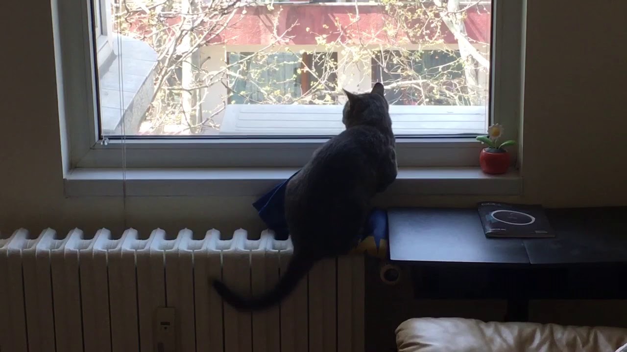 otto looking at birds