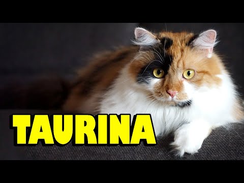 Vídeo: O Que é Taurina E Por Que Os Gatos Precisam Dela?