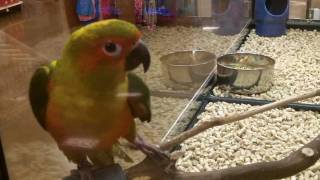 quaker parrot price petco