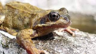 Why Frogs Love Your Pool and How to Keep Them Out