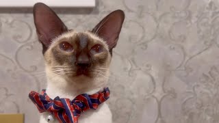 Siamese cats at 2:00 am by 俺はシャムだ。I am a Siamese cat. 365 views 7 months ago 1 minute, 10 seconds