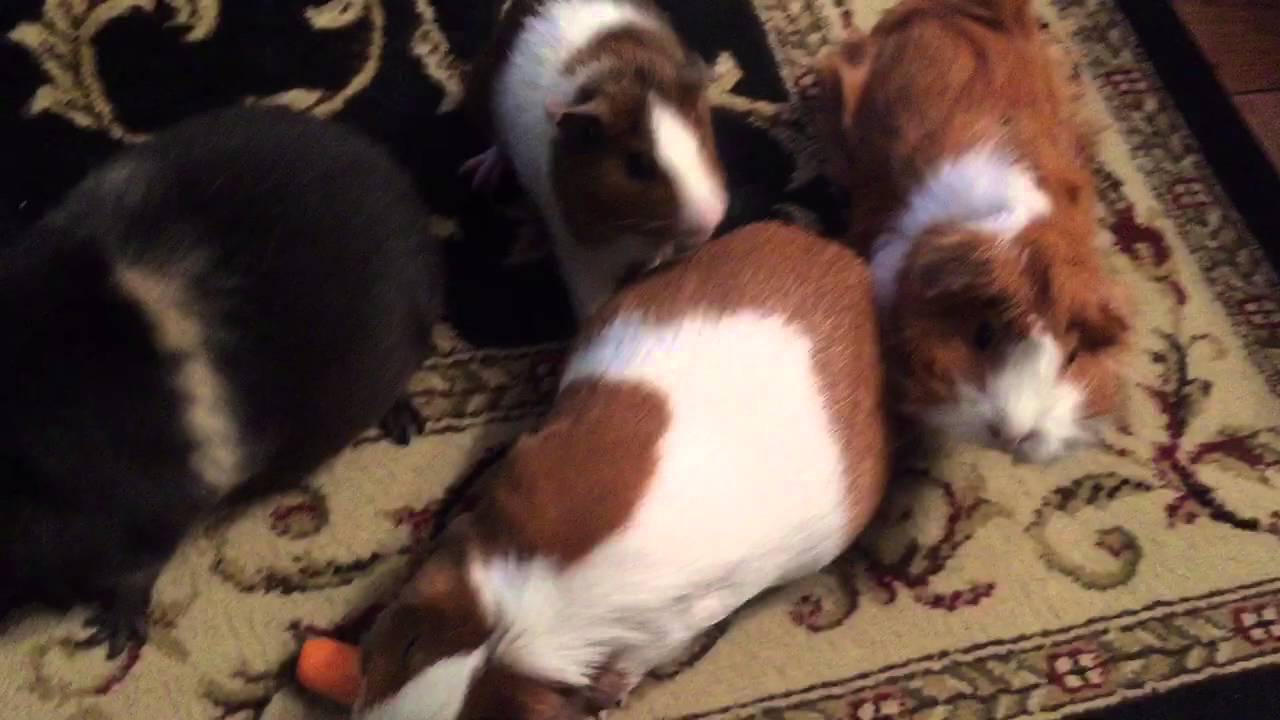 Guinea pigs getting their daily carrot YouTube