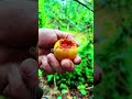 Velvet Apple Pickle Recipe ASMR | Satisfying Fruit Pickling Sounds