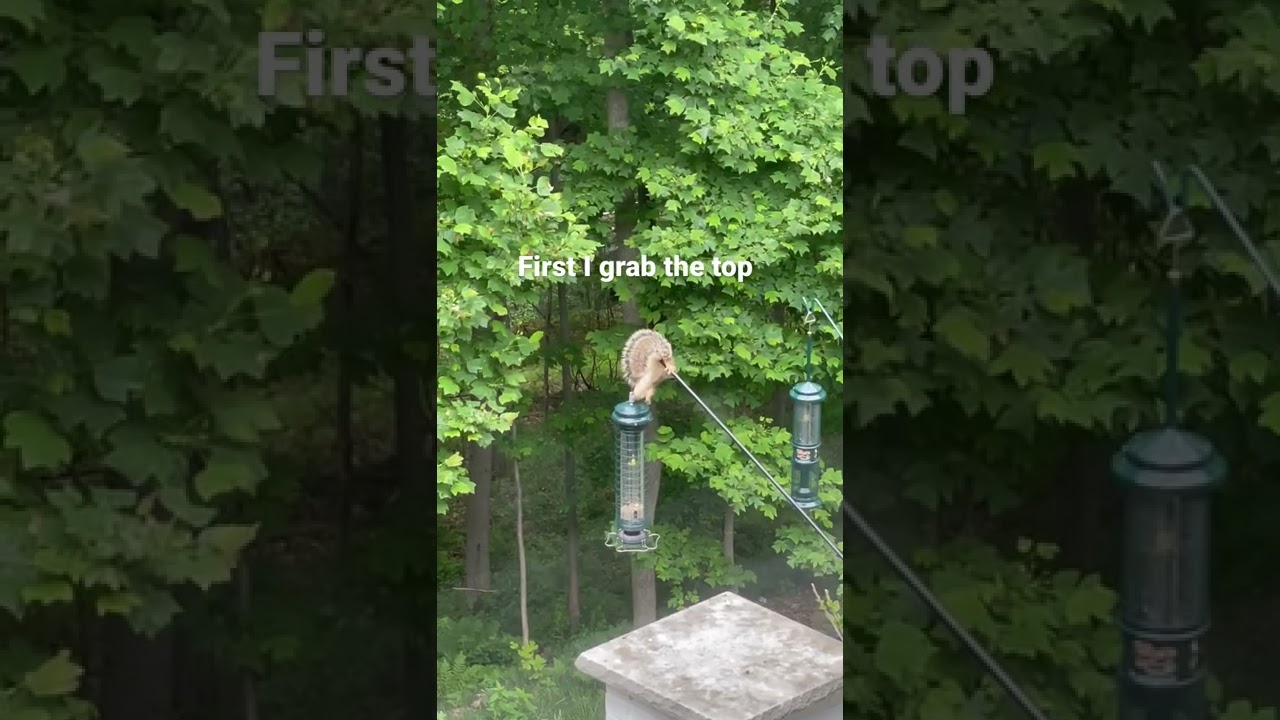 YouTubeでSquirrel vs Squirrel Buster! Part 2 Oh No! 😂🙄🥲🙈を視聴 YouTubeでSquirrel vs Squirrel Buster! Part 2 Oh No! 😂🙄🥲🙈を視聴