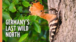 Germanys Wild North: Life in the Wendland | Full Documentary