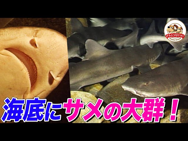 サメ台風 日4枚 113)《サメ台風/Shark Typhoon》[OTC] 青R |
