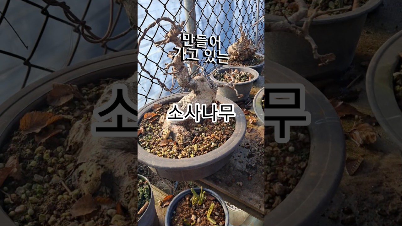 만들어 가고 있는 소사나무 