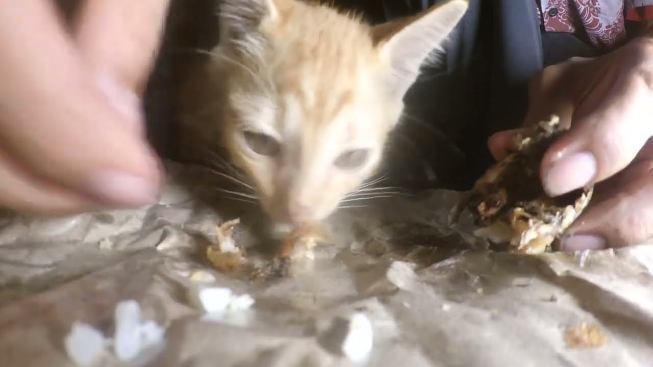 cat videos for cats to watch YouTube