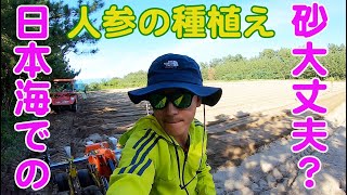 人参ジュース人参ドレッシングができるまで　砂でも育つ!? 日本海の砂地に今年最後の種植え