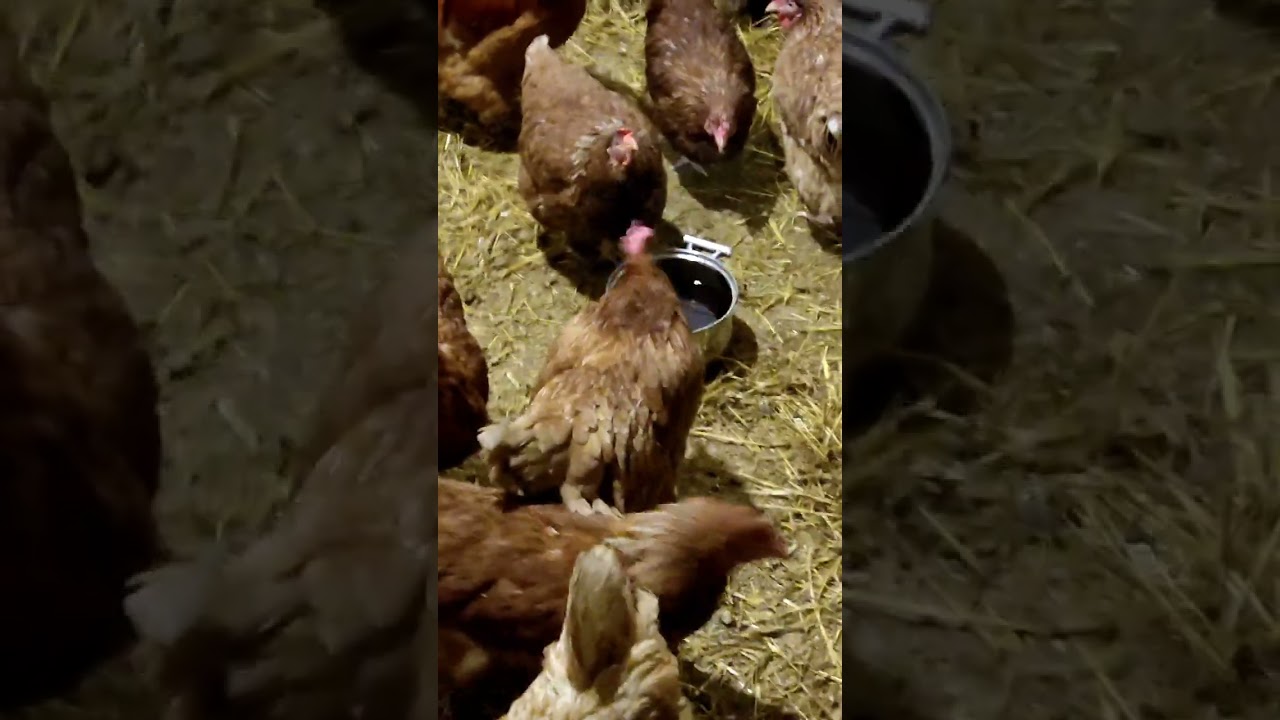Как отучить кур клевать. Куры клюют яйца. Куры клюют яйца причина. Как отучить курицу клевать яйца. Что делать если курица клюет свои яйца.
