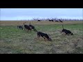 Chasse au lièvre avec des bruno du jura