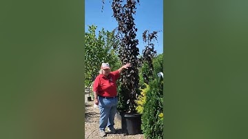 Weeping Purple Fountain Beech
