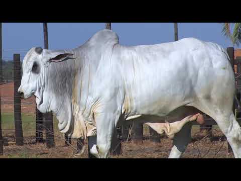 LOTE 35 - 7918 | 42º MEGA LEILÃO ANUAL CARPA TOUROS