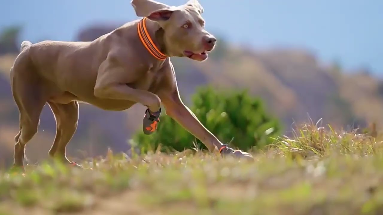 Truelove Dog Shoes Waterproof Anti-Slip Rain Boots Warm Snow Reflectiv