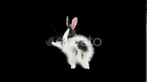 Rabbit Dancing 4K | Motion Graphics - Envato elements