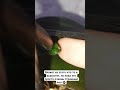 очень странный лист на цветоносе у орхидеи