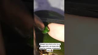 очень странный лист на цветоносе у орхидеи