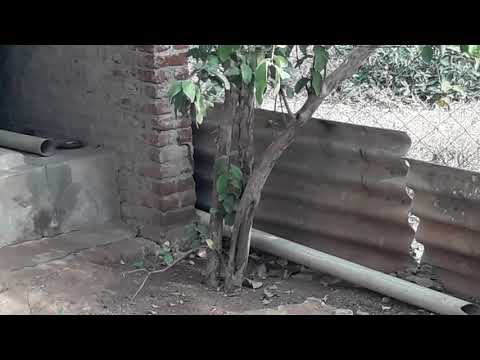 Snake Wall climbing