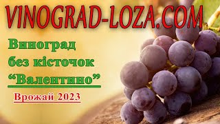 Дуже ранній виноград, кишмиш Італійської селекції Валентино