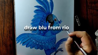 draw blu the parrot from the movie rio | color pencil drawing