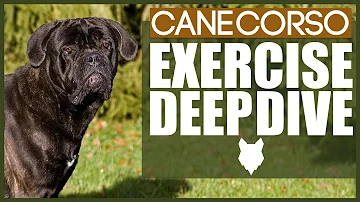 HOW MUCH EXERCISE DOES A CANE CORSO NEED?