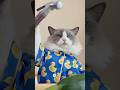 Show some real skills 😱 #funny #cat #funnycats #pets #craftypuff #thatlitlepuff